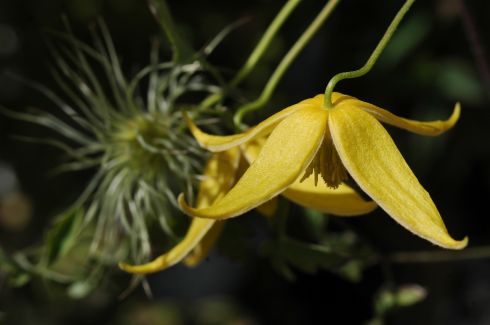 Clematis tangutica 'Helios'