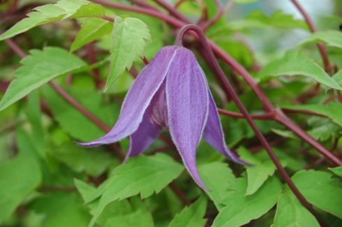 Clematis alpina 'Helsingborg'