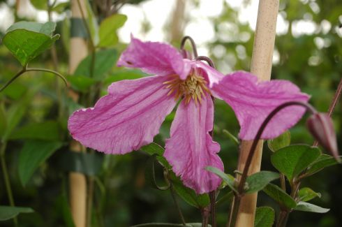 Clematis 'Hendryetta PBR & Ppaf'