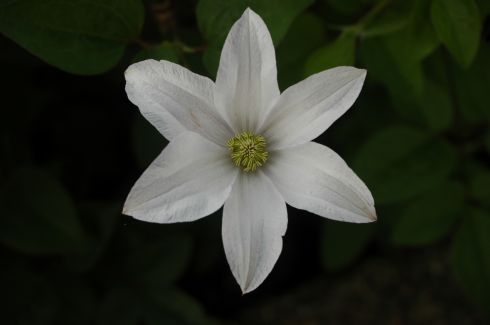 Clematis 'Huldine'
