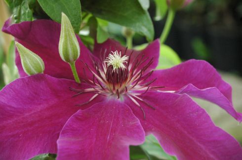 Clematis 'Huvi'
