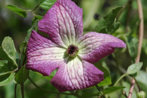 Clematis I AM� A LITTLE BEAUTY 'Zolibe'