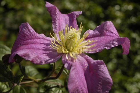 Clematis INSPIRATION� 'Zoin' PBR