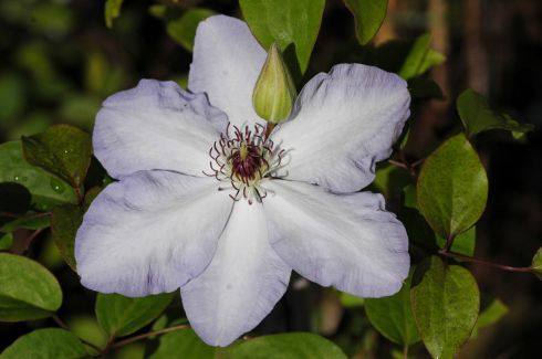 Clematis 'Ivan Olsson'