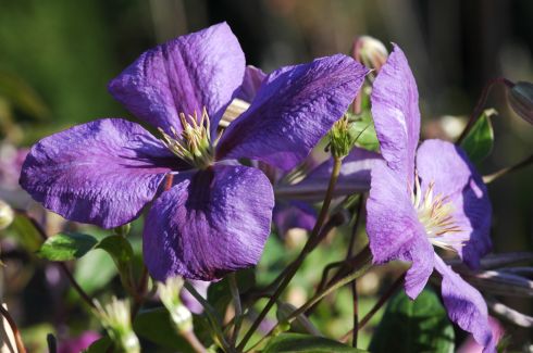 Clematis 'Jackmanii'
