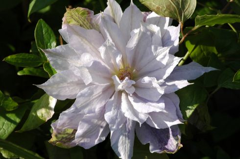 Clematis 'Jackmanii Alba'