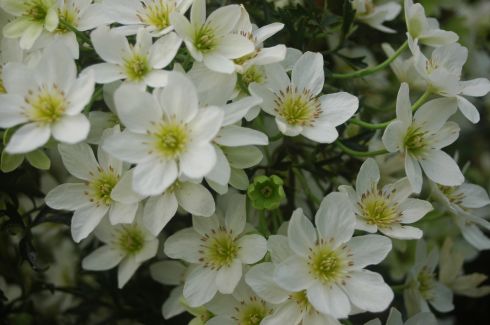 Clematis 'Joe'