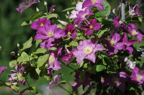 Clematis 'JOLLY GOOD' (Zojogo) PBRaf