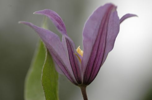 Clematis 'Juuli'