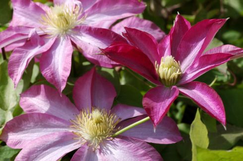 Clematis 'Kakio'