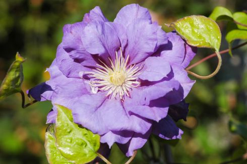 Clematis 'Kiri Te Kanawa'