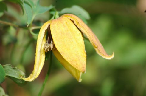 Clematis tangutica 'Lambton Park'