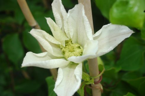 Clematis 'Lemon Chiffon'