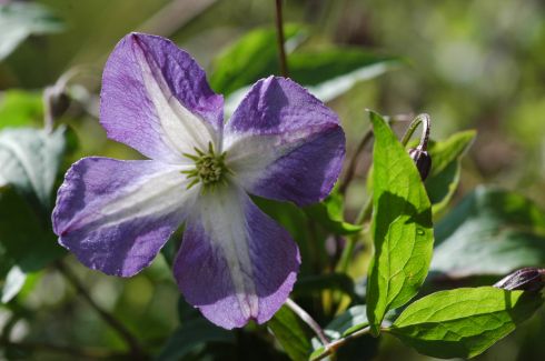 Clematis viticella 'Little Bas'