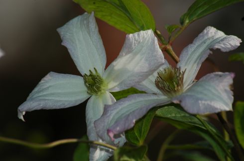 Clematis viticella 'Little Nell'