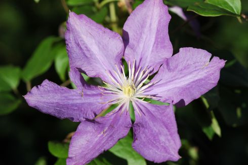 Clematis 'Luther Burbank'