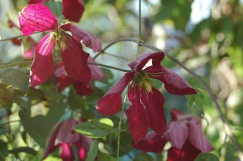Clematis 'Madame Julia Correvon'