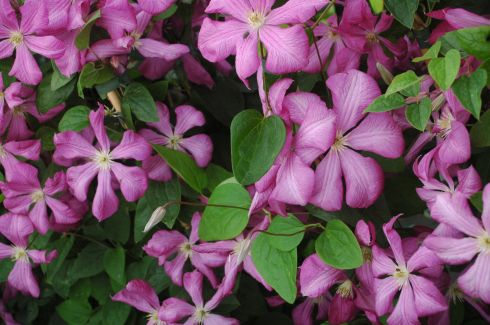 Clematis viticella 'Margot Koster'