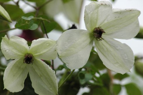 Clematis 'Maria Cornelia'