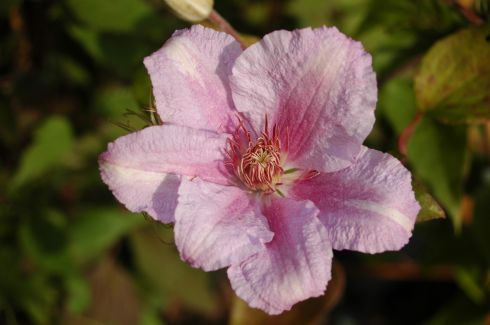 Clematis 'Marmori'