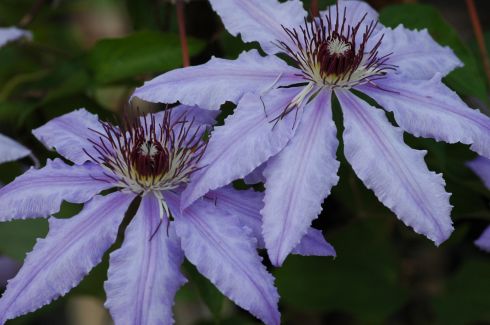 Clematis 'Masquerade'