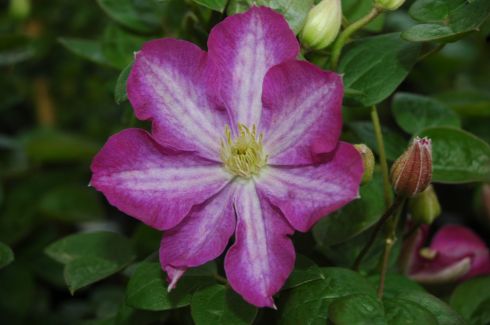 Clematis 'Miniseelik'
