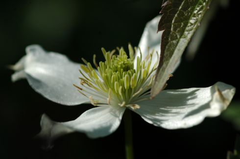 Clematis 'montana var. wilsonii'