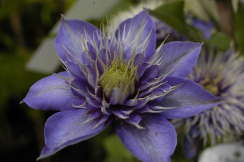 Clematis 'Multi Blue'