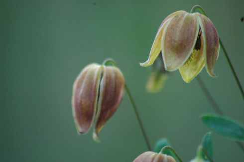 Clematis 'My Angel PBR'