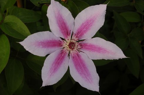 Clematis 'Nelly Moser'