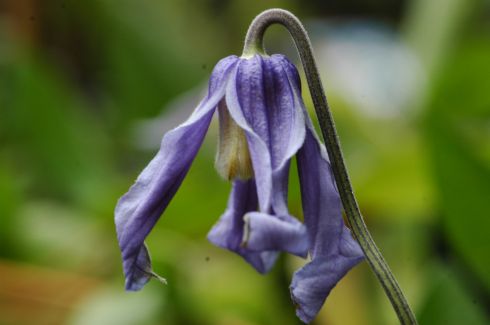 Clematis 'Ozawa Blue'