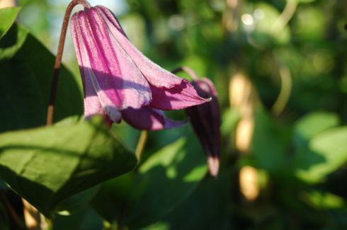 Clematis 'Pamjatj Serdtza'