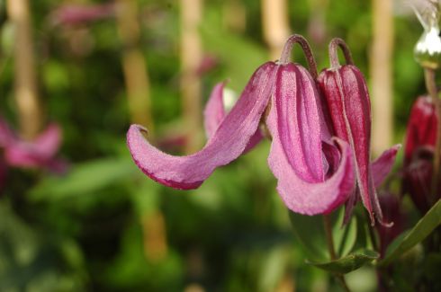 Clematis integrifolia 'Pangbourne Pink'