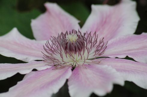 Clematis 'Parasol'