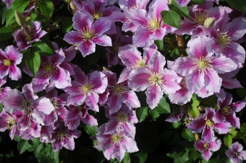 Clematis 'Piilu'