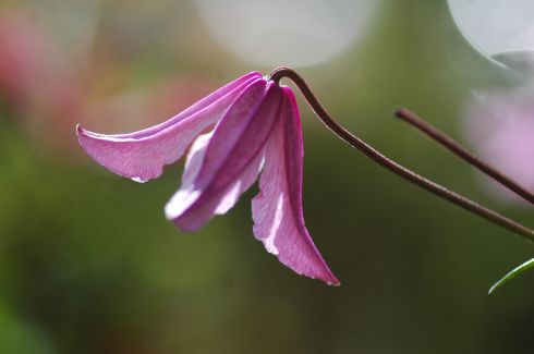 Clematis 'Pink Delight PBR'
