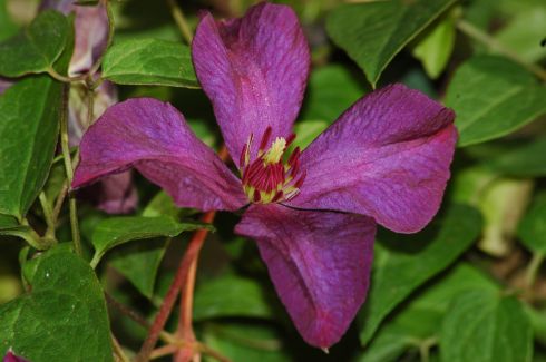 Clematis viticella 'Polish Spirit'