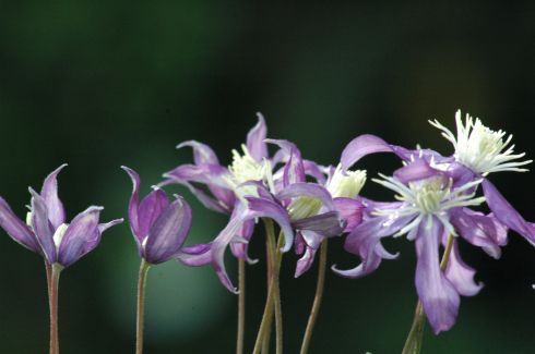 Clematis 'PRETTY IN BLUE Zopre PBR & PP'