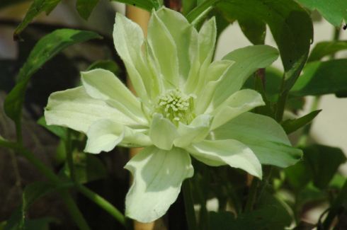Clematis 'Primrose Star PBR'