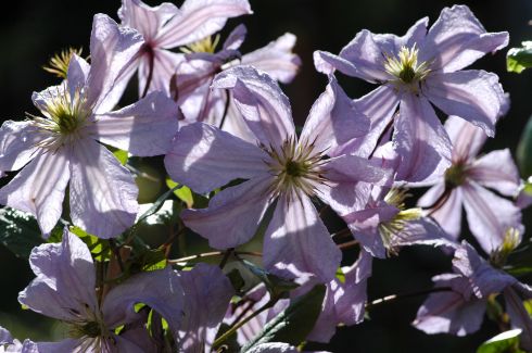 Clematis 'Prince Charles'