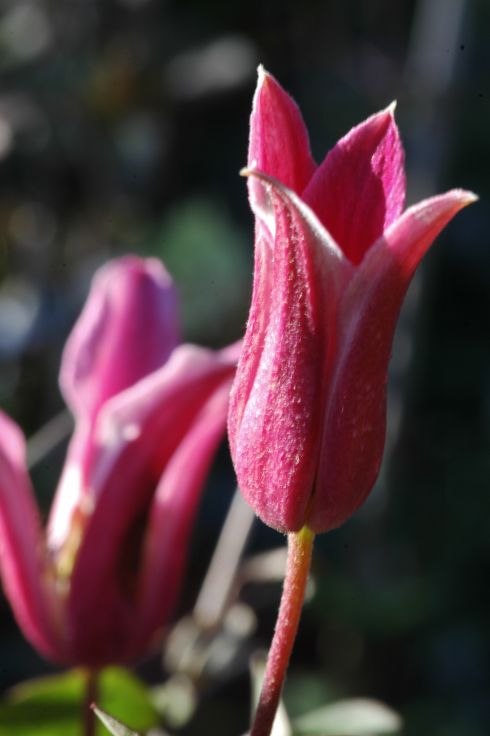 Clematis texensis 'Princess Diana'