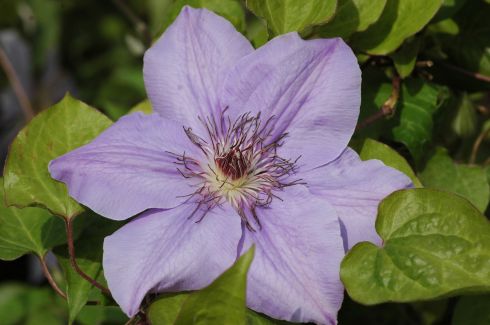 Clematis 'Princess of Wales'