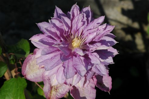 Clematis 'Proteus'