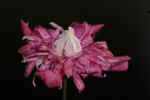 Clematis viticella 'Purpurea Plena Elegans'