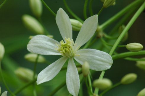 Clematis 'recta'