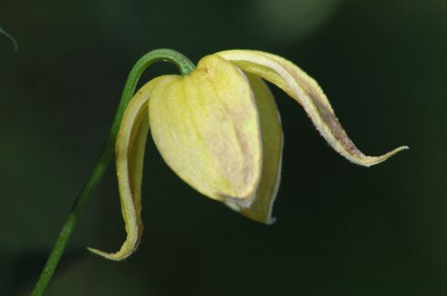 Clematis tangutica 'Red Ballon'