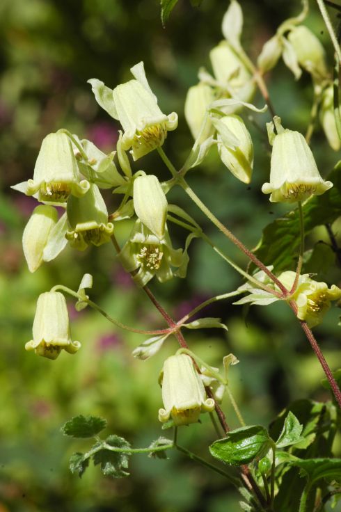 Clematis 'rehderiana'