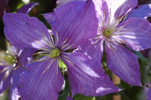 Clematis 'Rhapsody'