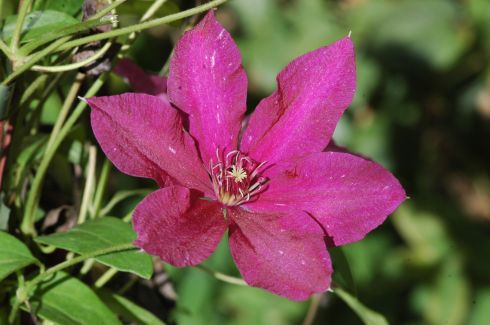 Clematis 'Ruutel'