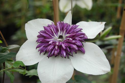 Clematis florida 'Sieboldii'
